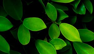 Preview wallpaper leaves, macro, bushes, green
