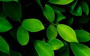 Preview wallpaper leaves, macro, bushes, green