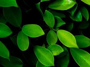 Preview wallpaper leaves, macro, bushes, green