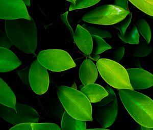 Preview wallpaper leaves, macro, bushes, green