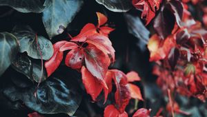 Preview wallpaper leaves, macro, closeup, red, green