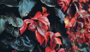 Preview wallpaper leaves, macro, closeup, red, green