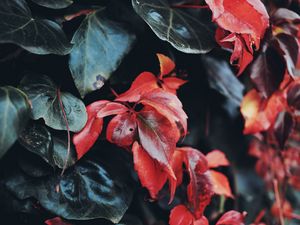 Preview wallpaper leaves, macro, closeup, red, green