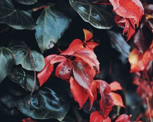 Preview wallpaper leaves, macro, closeup, red, green