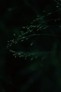 Preview wallpaper leaves, macro, dark, green, blur