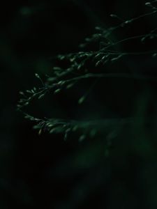 Preview wallpaper leaves, macro, dark, green, blur