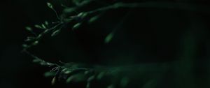 Preview wallpaper leaves, macro, dark, green, blur