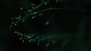 Preview wallpaper leaves, macro, dark, green, blur
