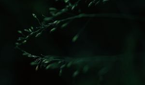 Preview wallpaper leaves, macro, dark, green, blur