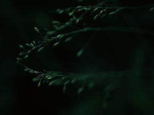 Preview wallpaper leaves, macro, dark, green, blur