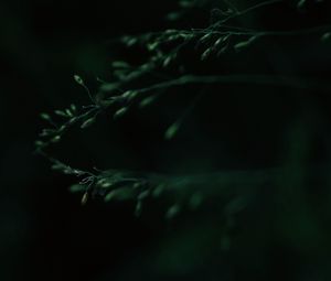 Preview wallpaper leaves, macro, dark, green, blur