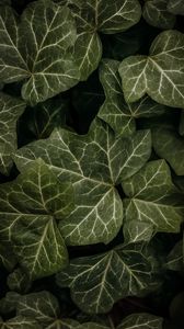 Preview wallpaper leaves, macro, dark, green