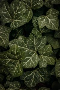 Preview wallpaper leaves, macro, dark, green