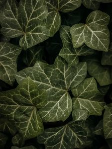 Preview wallpaper leaves, macro, dark, green
