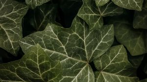 Preview wallpaper leaves, macro, dark, green