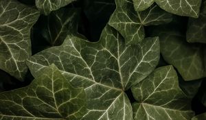 Preview wallpaper leaves, macro, dark, green