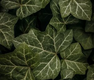 Preview wallpaper leaves, macro, dark, green