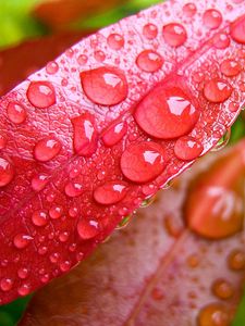 Preview wallpaper leaves, macro, drops