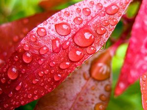 Preview wallpaper leaves, macro, drops