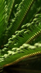 Preview wallpaper leaves, macro, fern, green