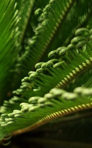 Preview wallpaper leaves, macro, fern, green