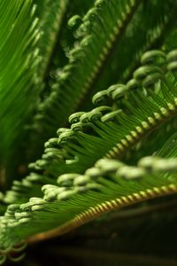 Preview wallpaper leaves, macro, fern, green