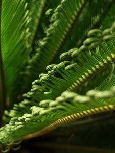 Preview wallpaper leaves, macro, fern, green