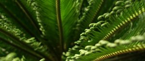 Preview wallpaper leaves, macro, fern, green