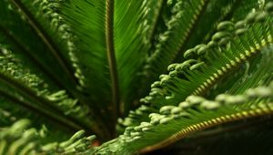 Preview wallpaper leaves, macro, fern, green