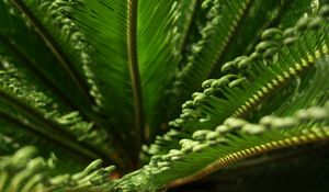 Preview wallpaper leaves, macro, fern, green