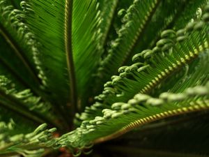 Preview wallpaper leaves, macro, fern, green