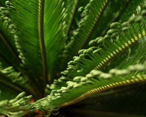 Preview wallpaper leaves, macro, fern, green