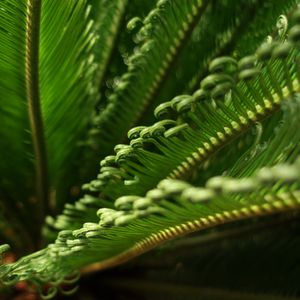 Preview wallpaper leaves, macro, fern, green