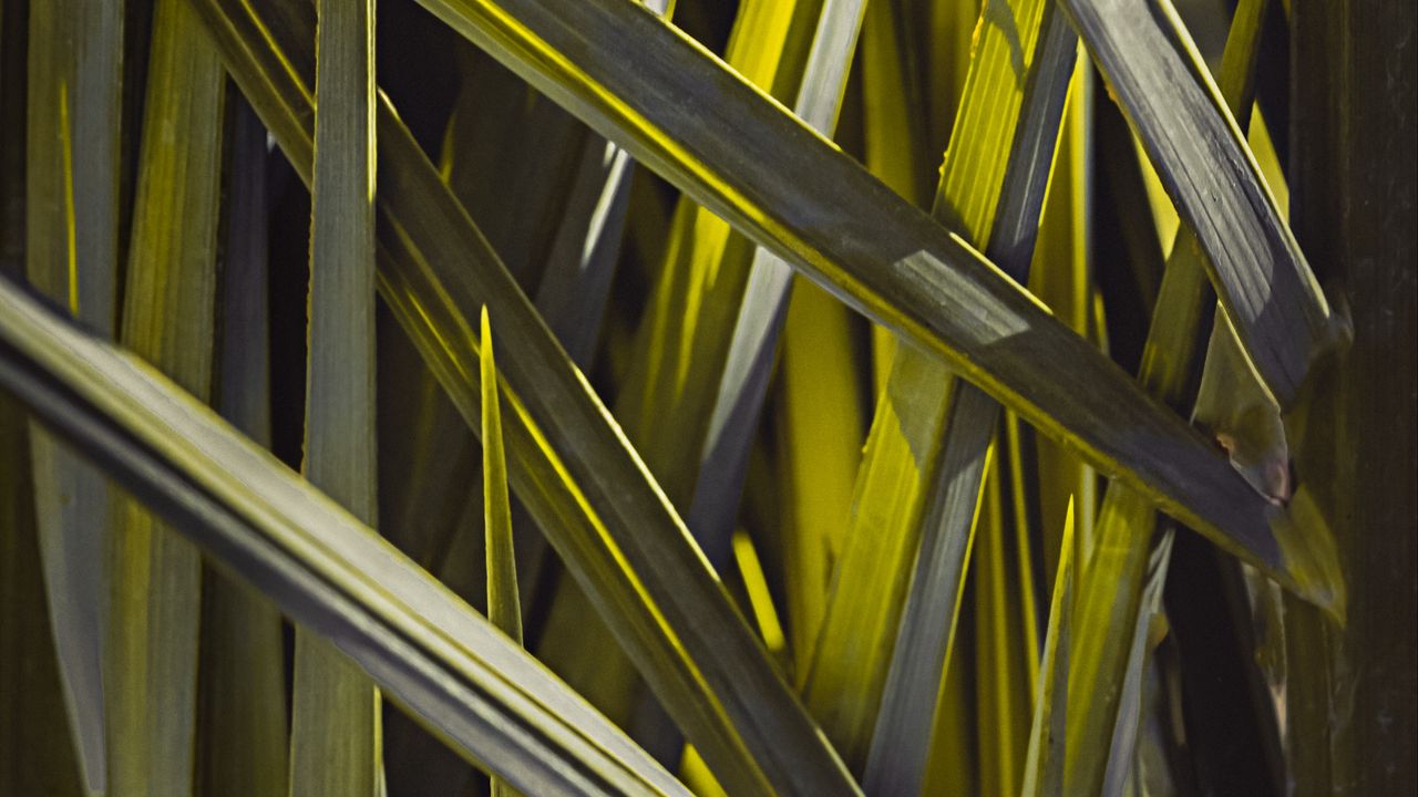 Wallpaper leaves, macro, grass, green