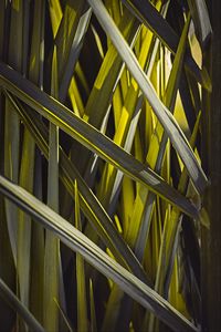Preview wallpaper leaves, macro, grass, green