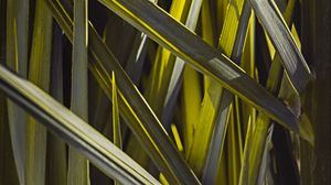 Preview wallpaper leaves, macro, grass, green