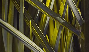Preview wallpaper leaves, macro, grass, green