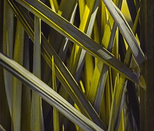 Preview wallpaper leaves, macro, grass, green