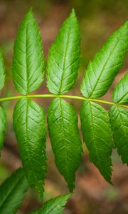 Preview wallpaper leaves, macro, green, blur, branch