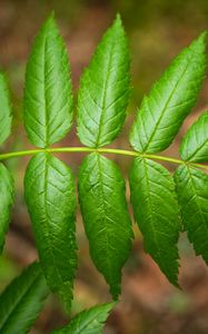 Preview wallpaper leaves, macro, green, blur, branch