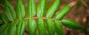 Preview wallpaper leaves, macro, green, blur, branch