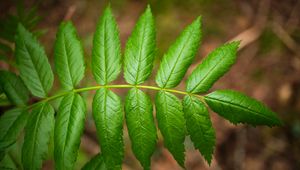 Preview wallpaper leaves, macro, green, blur, branch