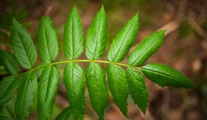 Preview wallpaper leaves, macro, green, blur, branch