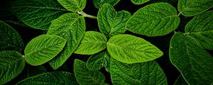 Preview wallpaper leaves, macro, green, plant