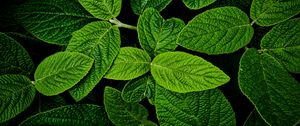 Preview wallpaper leaves, macro, green, plant