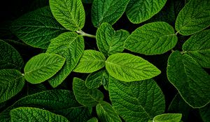 Preview wallpaper leaves, macro, green, plant