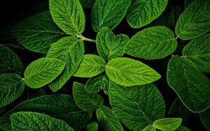 Preview wallpaper leaves, macro, green, plant