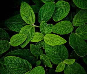 Preview wallpaper leaves, macro, green, plant