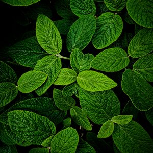 Preview wallpaper leaves, macro, green, plant