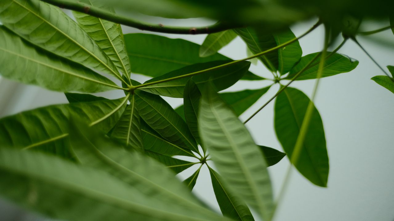 Wallpaper leaves, macro, green